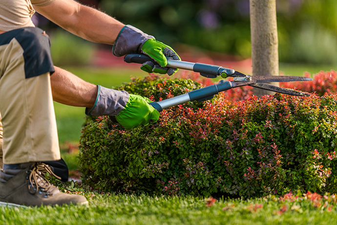 Garden Maintenance Auckland | Clean Bees