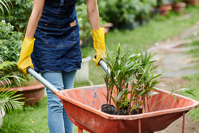 Lawn & Garden Care Services Auckland | Clean Bees