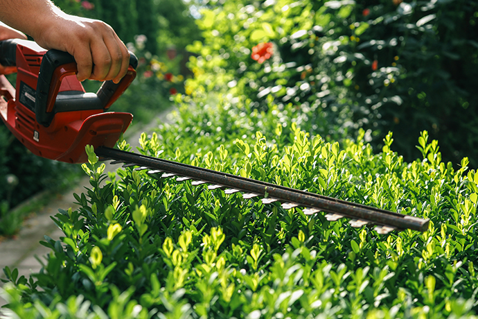 Hedge Trimming Auckland | Clean Bees