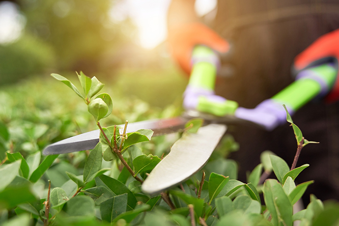 Lawn & Garden Care Services Auckland | Clean Bees