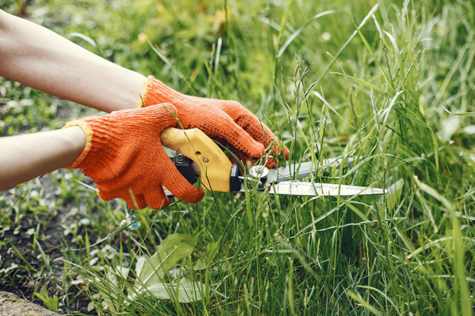Hedge Trimming Auckland | Clean Bees