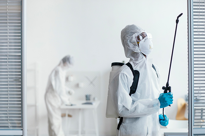 Pest Control Auckland | Clean Bees