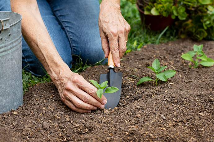 Planting Services Auckland | Clean Bees