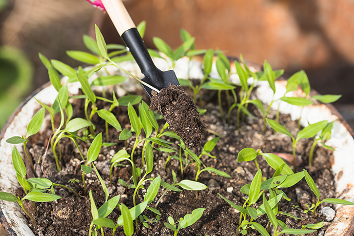 Lawn & Garden Care Services Auckland | Clean Bees