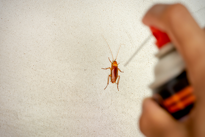 Pest Control Auckland | Clean Bees
