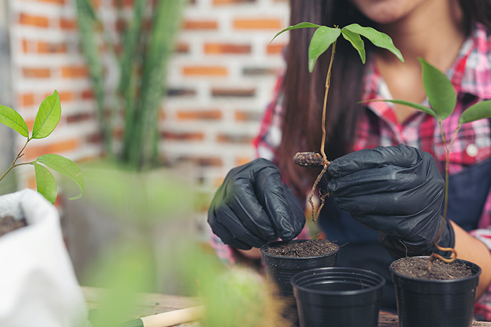 Planting Services Auckland | Clean Bees