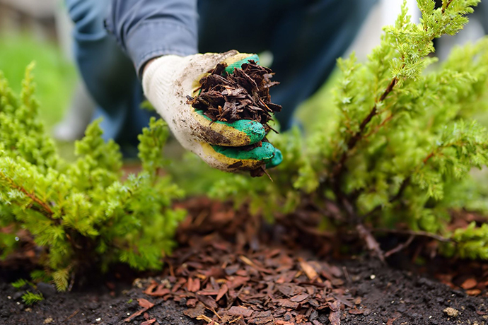 Mulching Services Auckland | Clean Bees