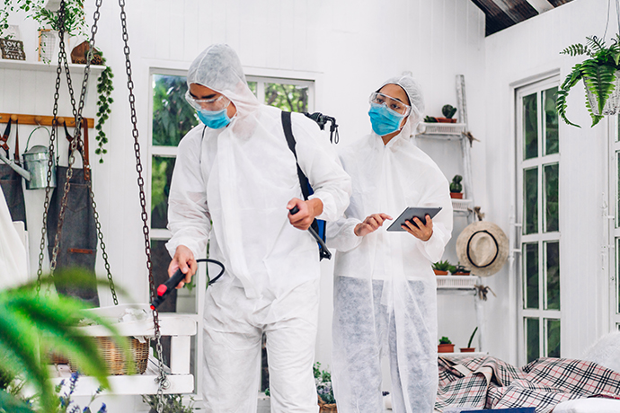 Pest Control Auckland | Clean Bees