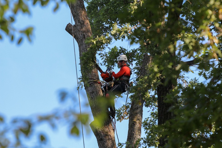 Expert Hedge Trimming Auckland - November 2025