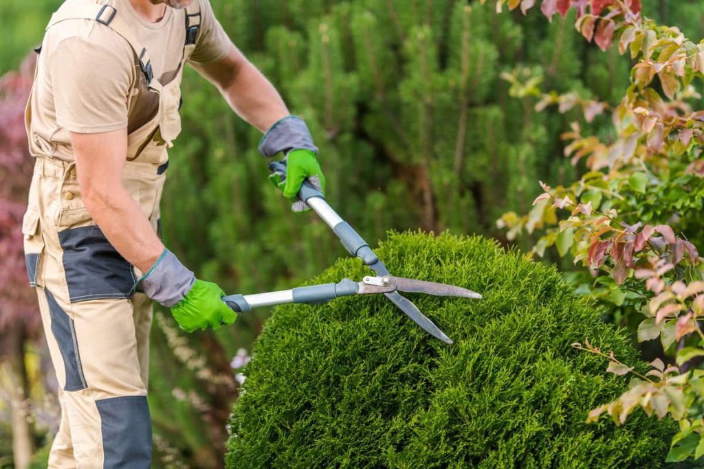Cheap Garden Maintenance Auckland - November 2025