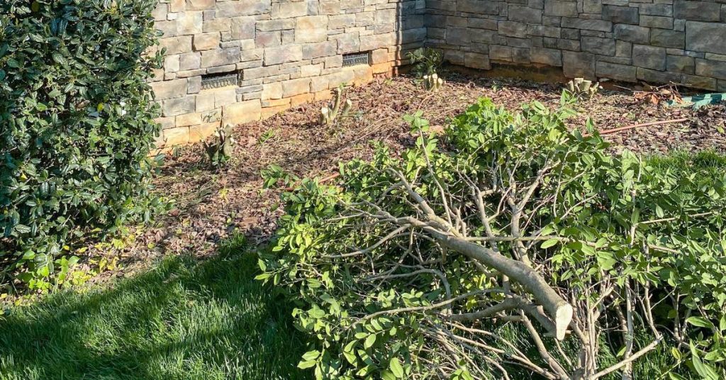 Quality Hedge Trimming Auckland - November 2025