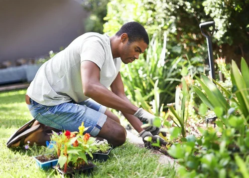 Cheap Planting Services Auckland - February 2026